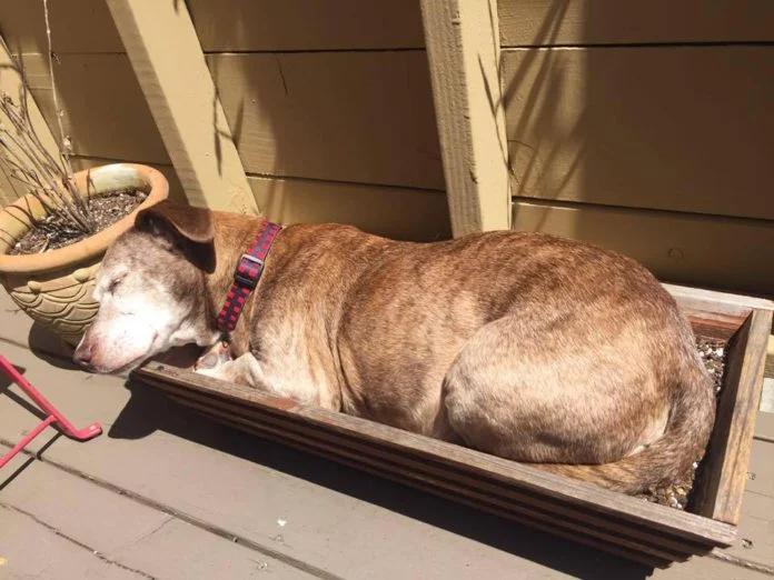 Perro sordo vivió 11 años en las calles Perro sordo vivió 11 años en las calles