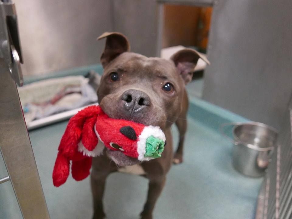 Perro sostiene su juguete favorito mientras espera morir en un refugio