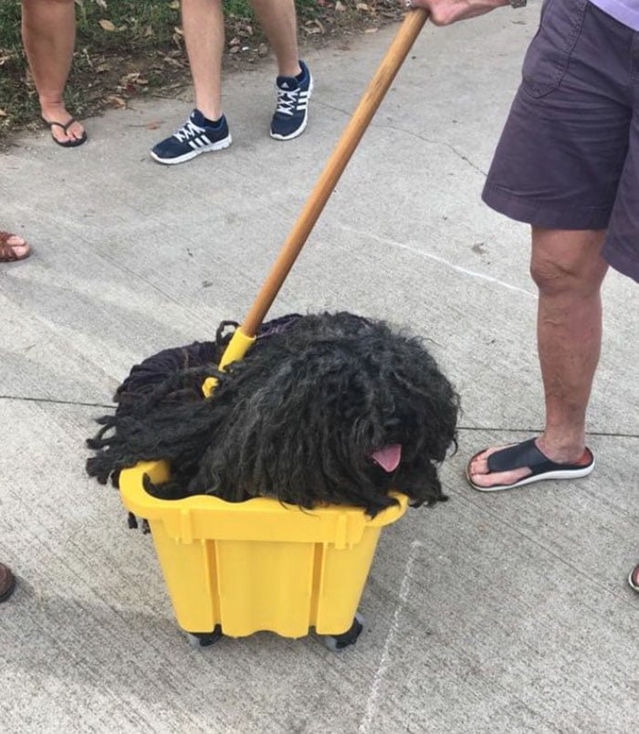 Este perro que parece un "trapeador" se roba el espectáculo en el desfile de Halloween 1 Perro trapeador