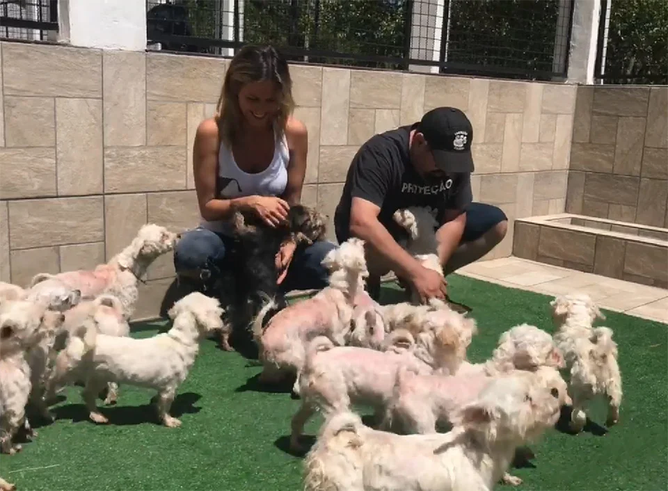 Perros felices Perros felices