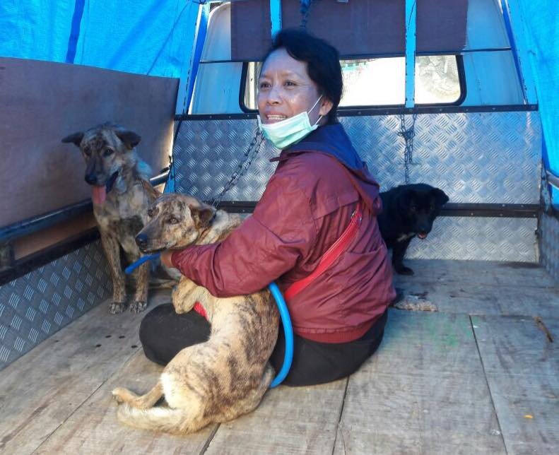 Perros rescatados Perros rescatados
