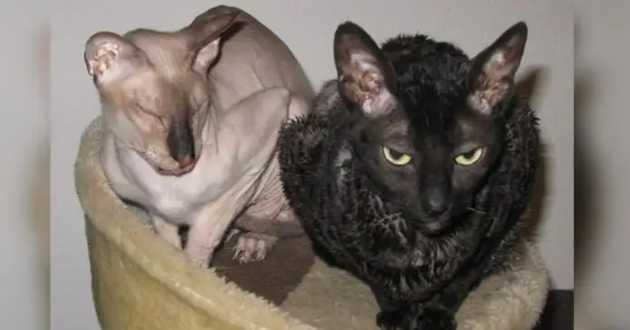 Peterbald from Wikimedia Commons