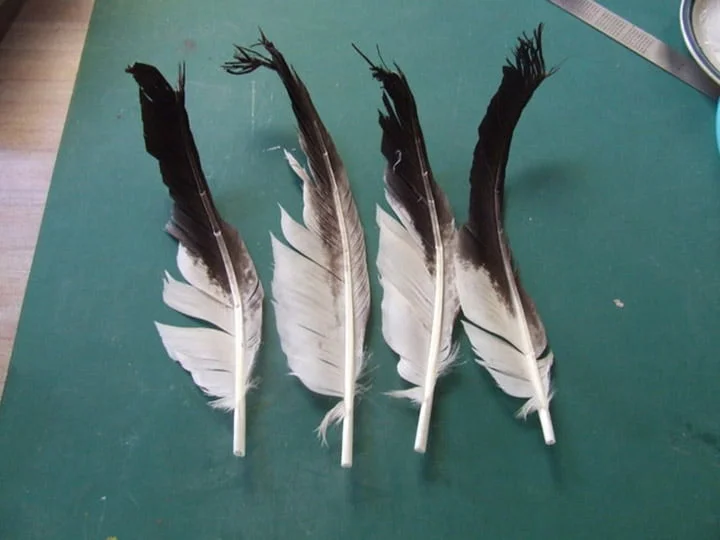 Plumas Plumas