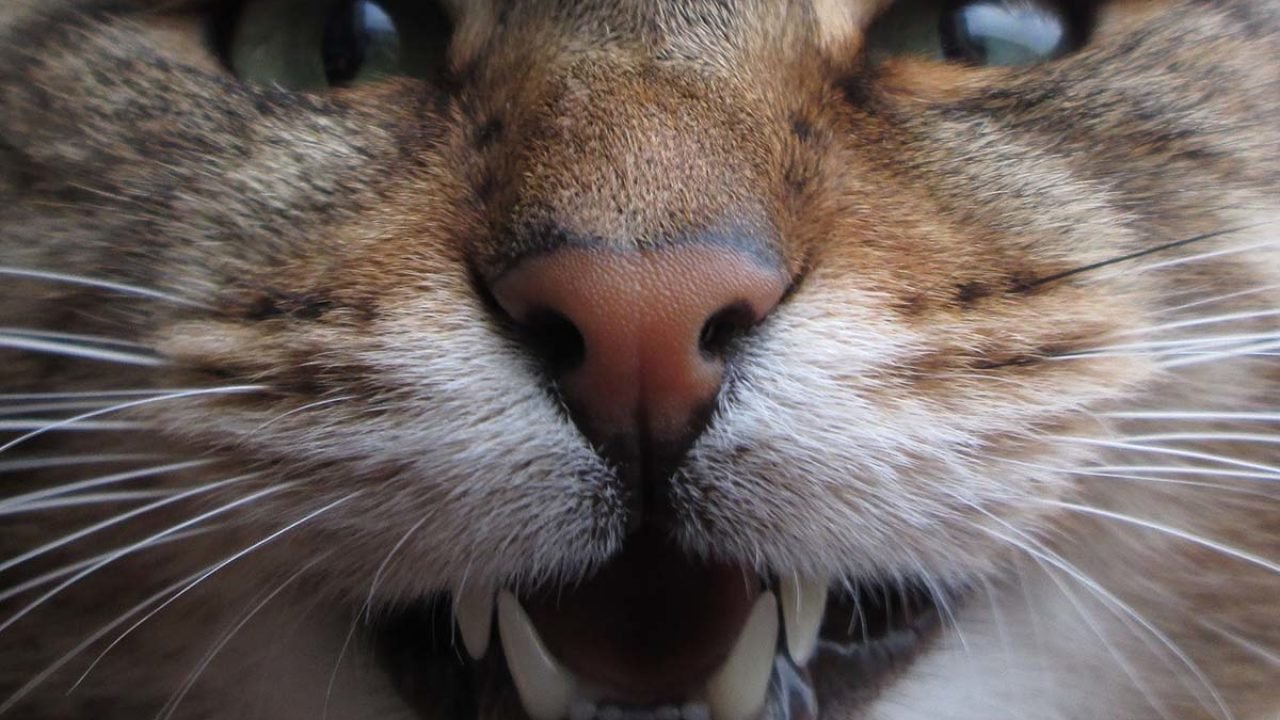 sintomas de picadura de alacran en un gato