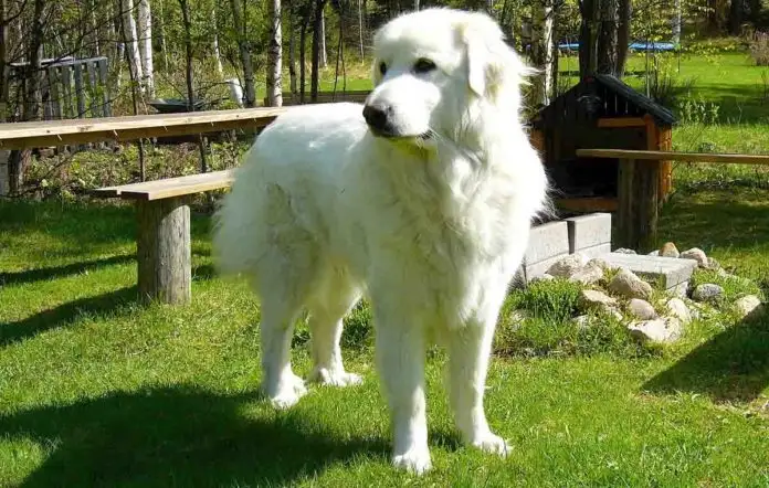 Perro gran pirineo o Perro de montaña de los Pirineos