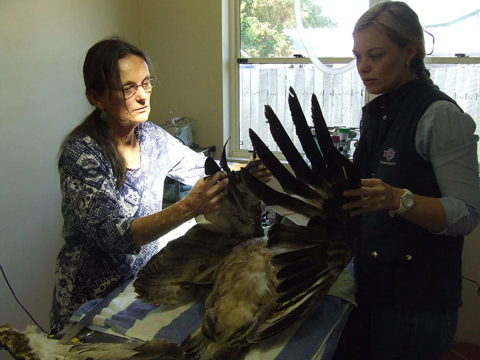 Reparan ala del águila Reparan ala del águila