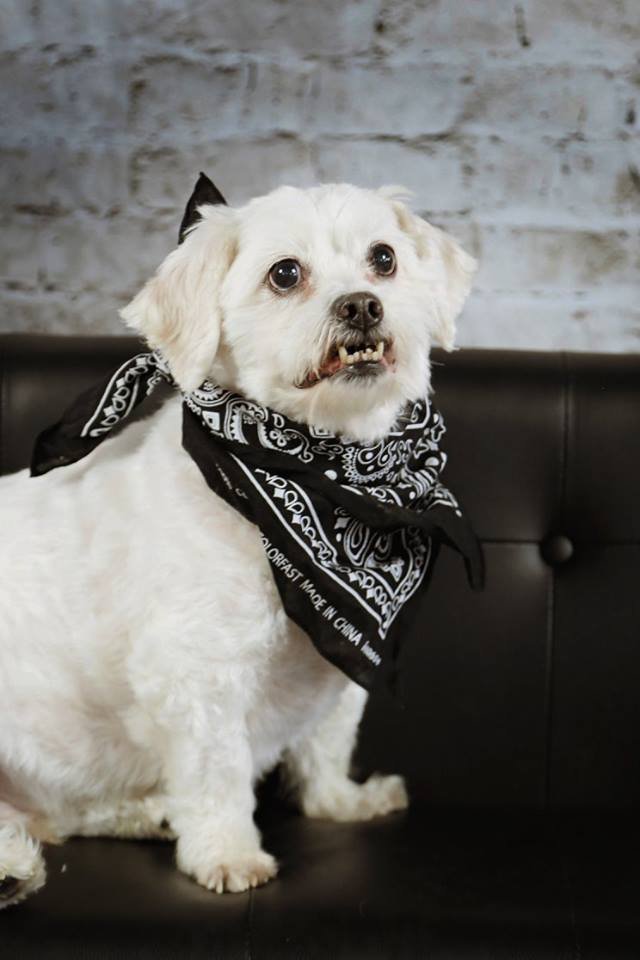 Riley perro adoptado Riley perro adoptado