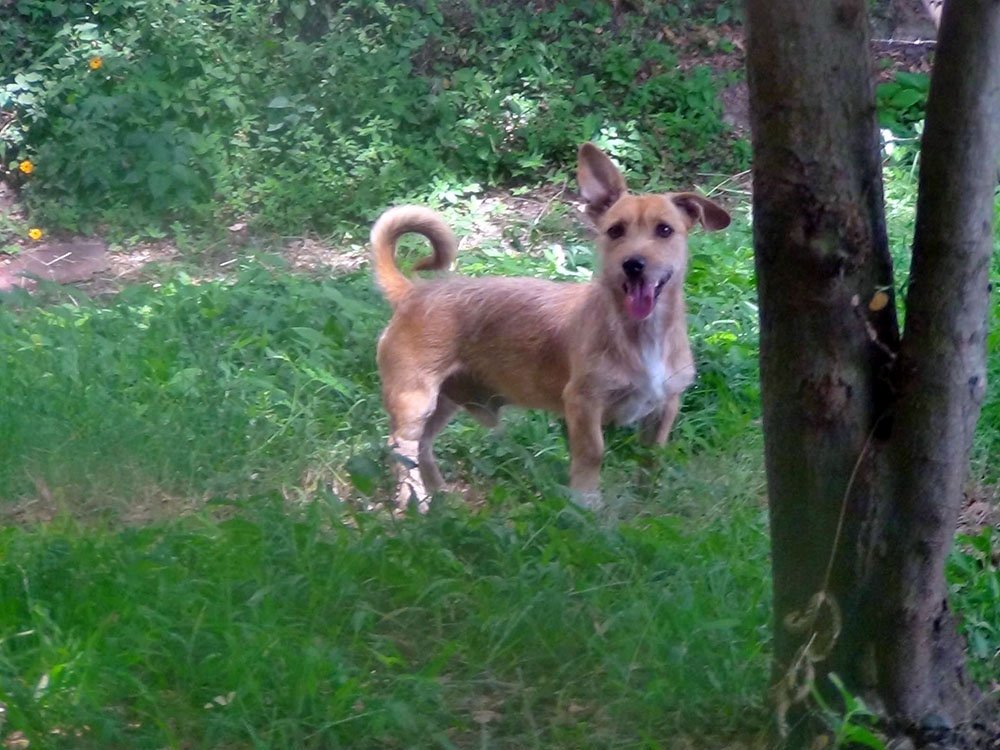 Romeo abandonado