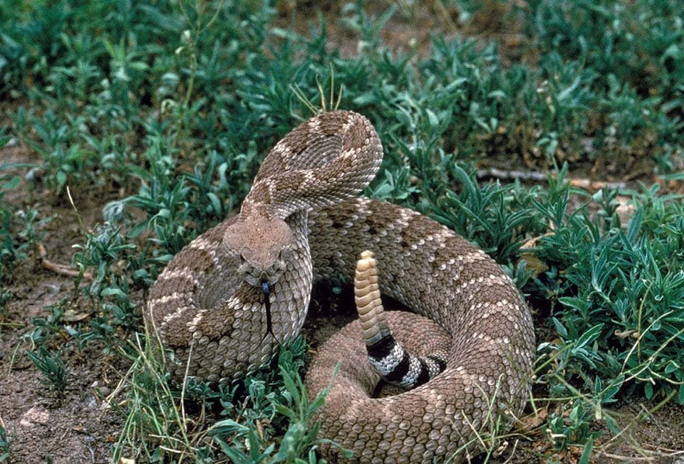 Serpiente cascabel Serpiente cascabel