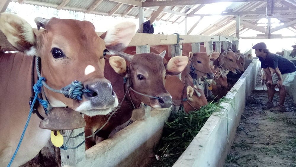 Vacas rescatadas Vacas rescatadas