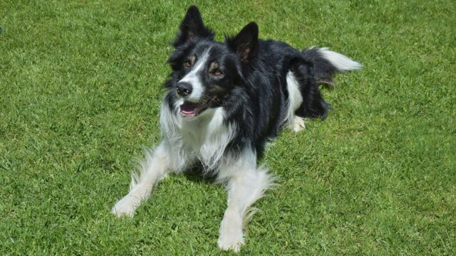 Border collie negro y blanco echado sobre el pasto