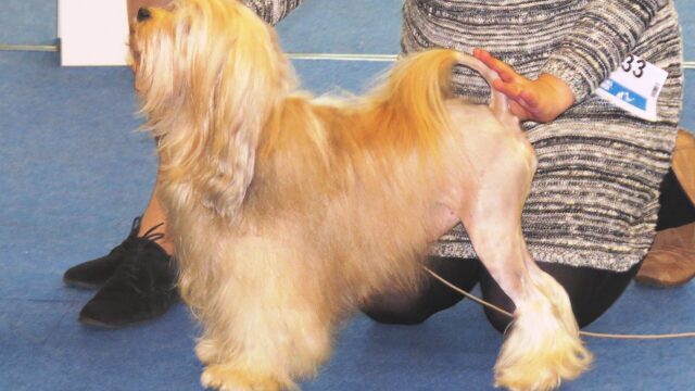 Löwchen dorado con el corte de león, de pie en una exposición