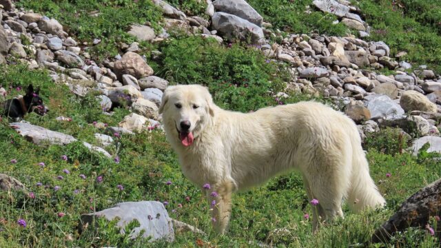 Perro de montaña de los Pirineos blanco de pie entre piedras y pasto en la montaña