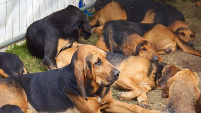 Perro de San Huberto de orejas largas descansando junto a otros de su raza
