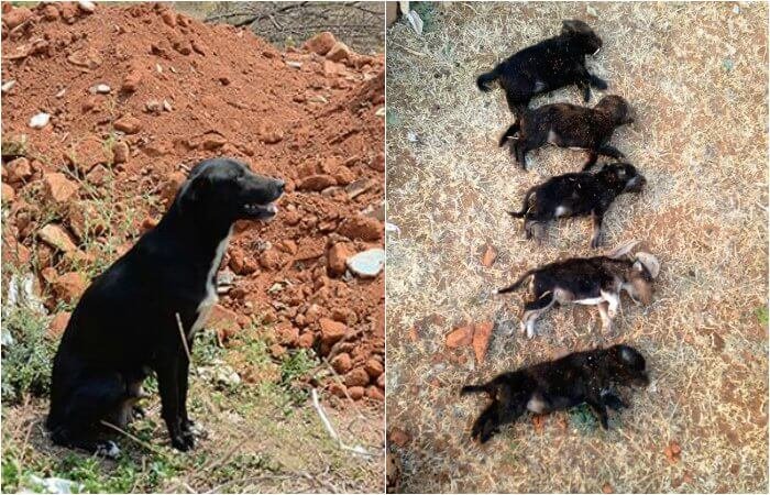 Ammu y sus cachorros muertos