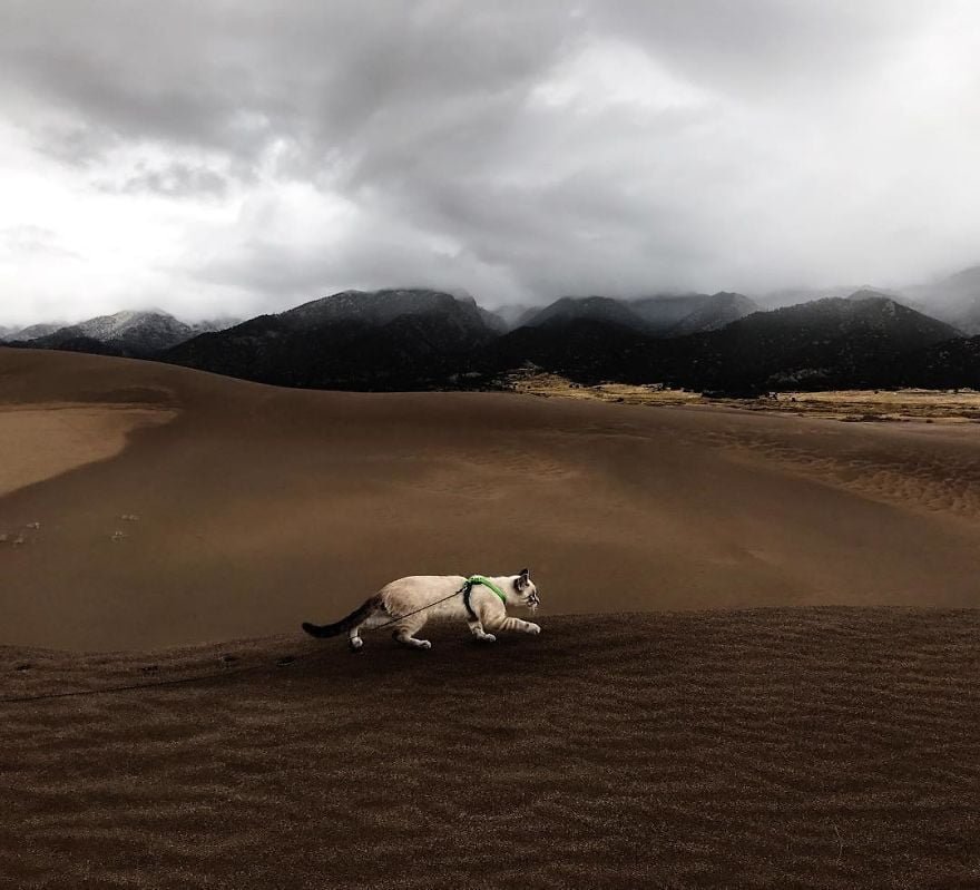 Baloo en el desierto Baloo en el desierto