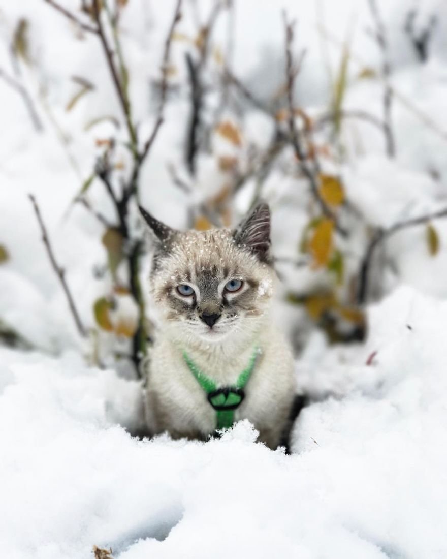 Baloo en la nieve Baloo en la nieve