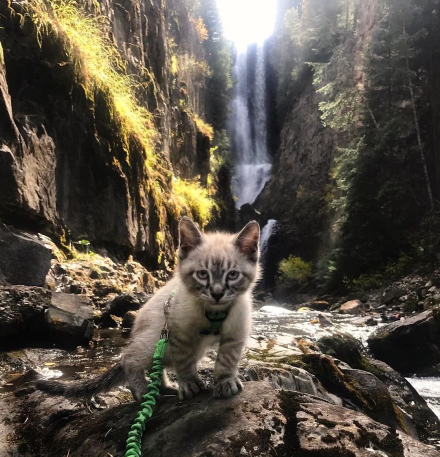 Baloo pequeño