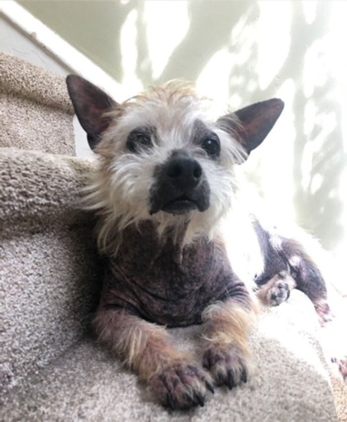 Cairn terrier rescatado Cairn terrier rescatado