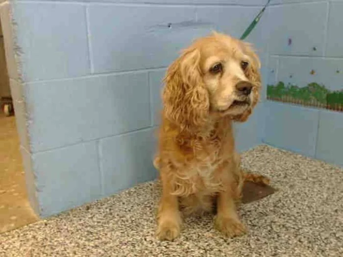 Cookie abandonada por su familia quien llevó a casa a un perro más joven Cookie abandonada por su familia quien llevó a casa a un perro más joven
