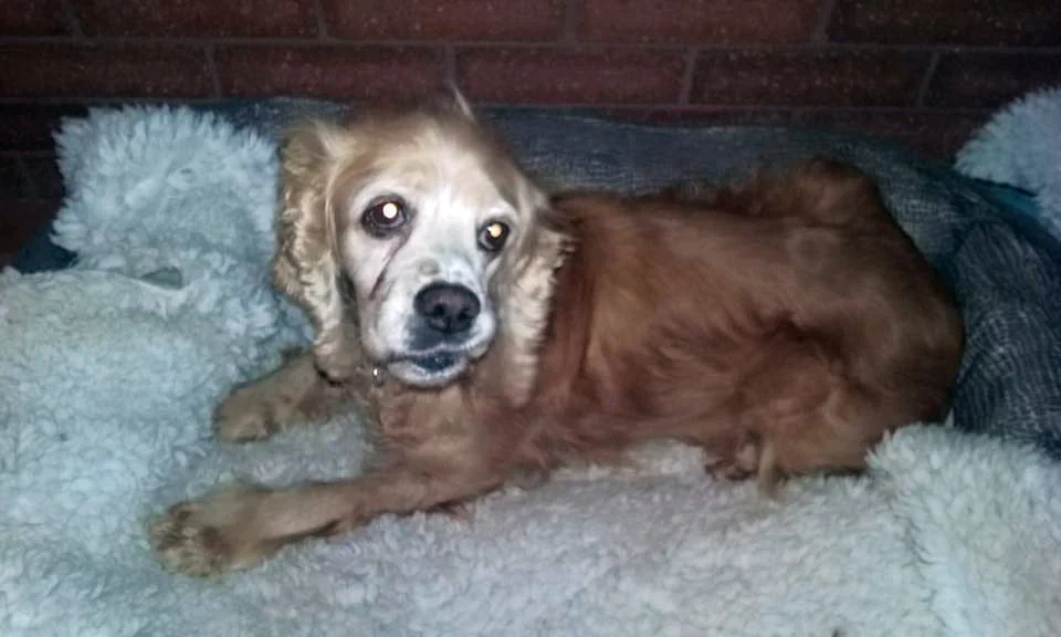 Cookie es feliz Cookie es feliz