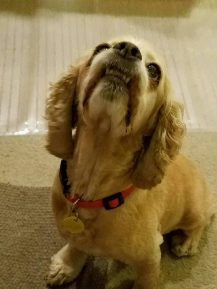 Cookie Cookie
