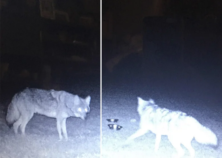 Coyotes