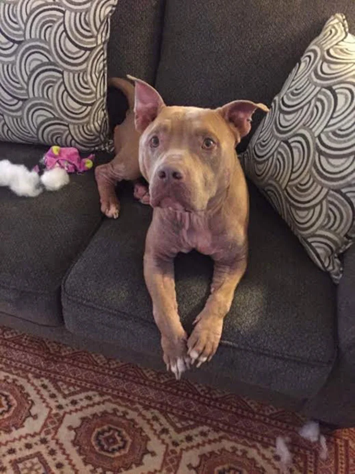 Deebo recuperado Deebo recuperado