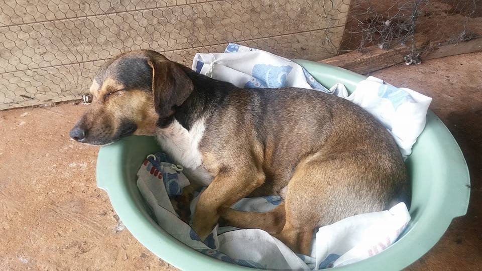 Dingo en su casa