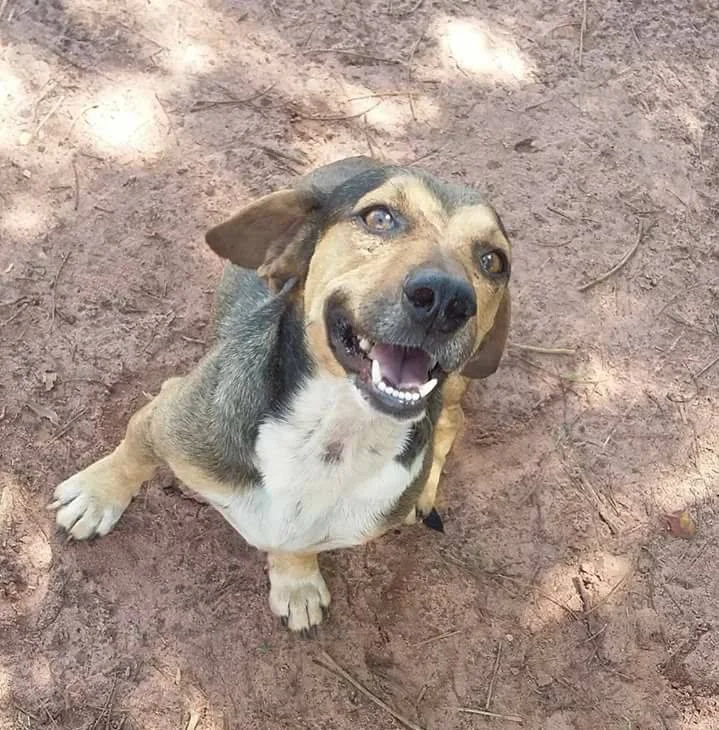 Dingo feliz