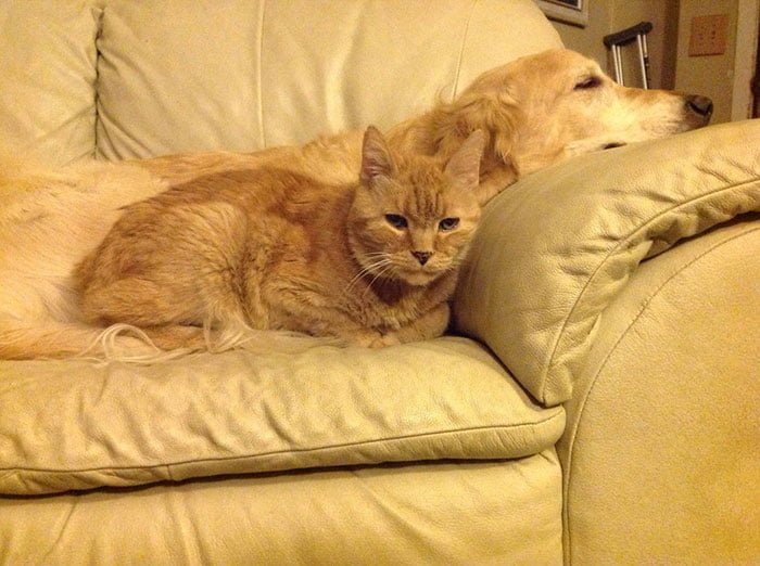 Forsberg y su hermano felino Forsberg y su hermano felino