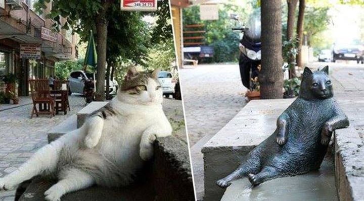 Gato Tombili Estambul Gato Tombili Estambul