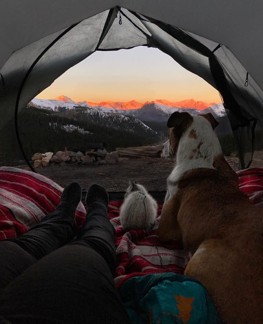 Henry y Baloo acampando Henry y Baloo acampando
