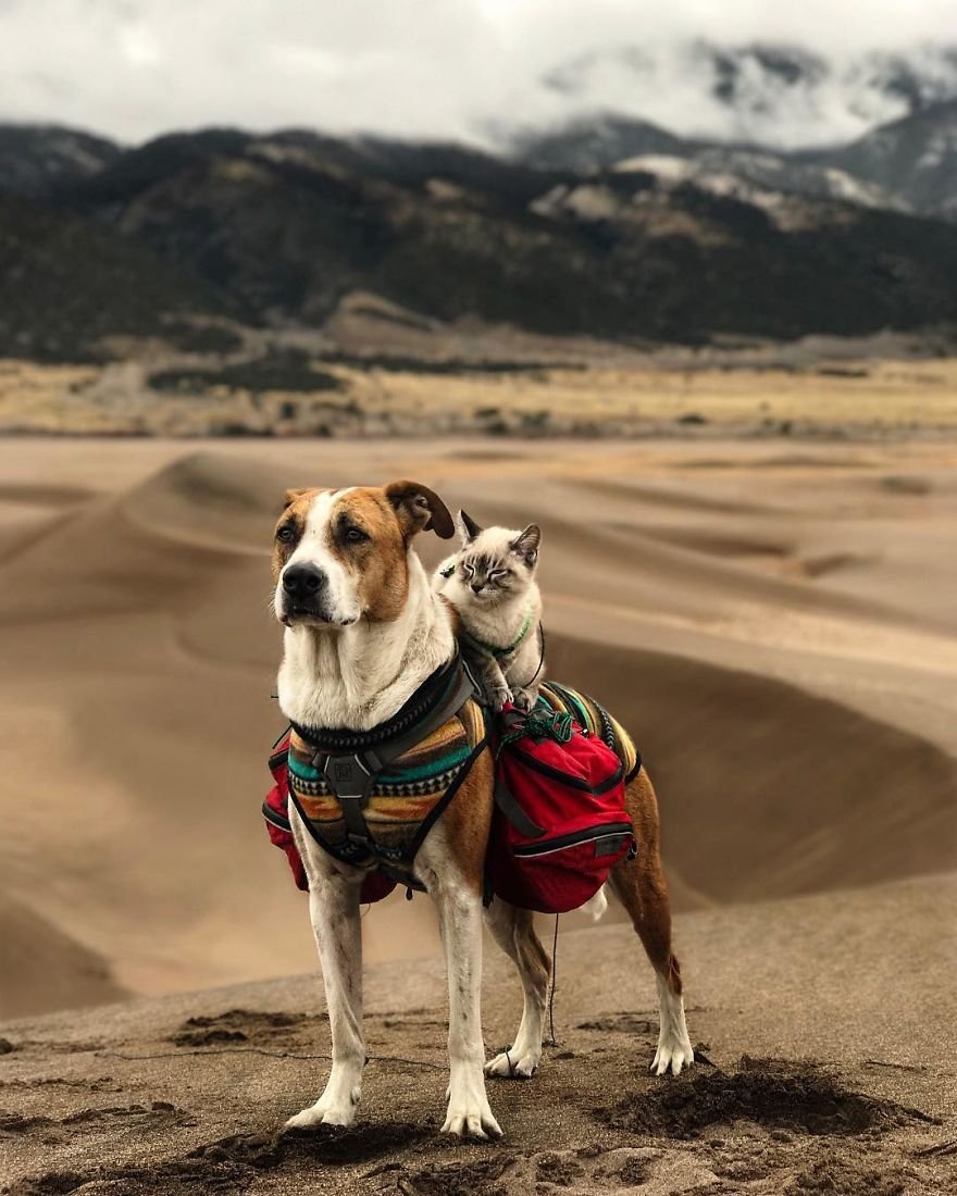 Henry y Baloo en el desierto Henry y Baloo en el desierto