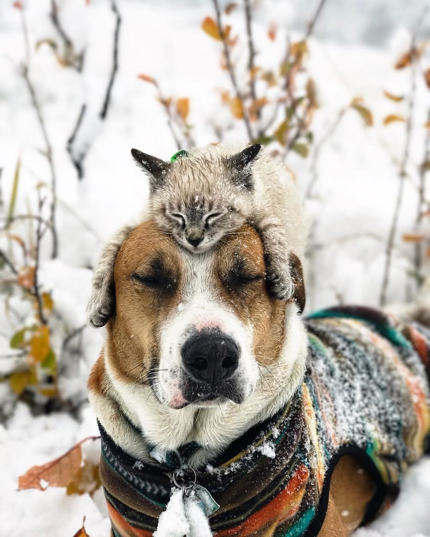 Henry y Baloo en la nieve Henry y Baloo en la nieve