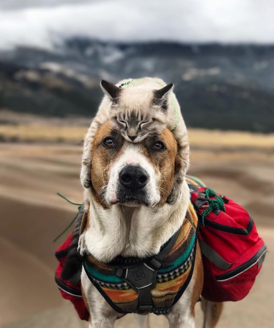 Henry y Baloo Henry y Baloo