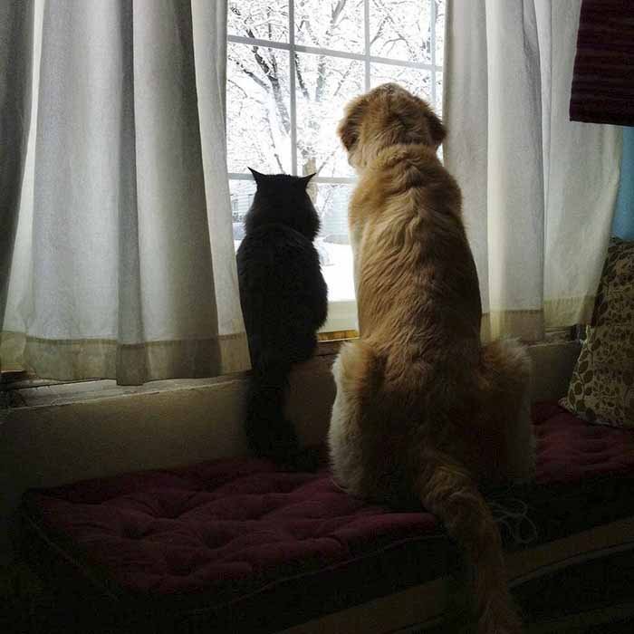 Hermosa amistad de un perro y un gato Hermosa amistad de un perro y un gato
