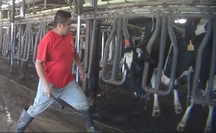 Hombre le pega a las vacas