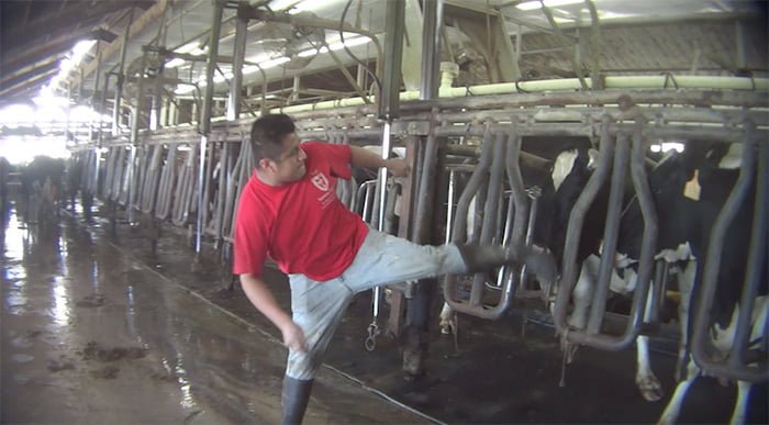 Hombre maltrata vaca en granja lechera