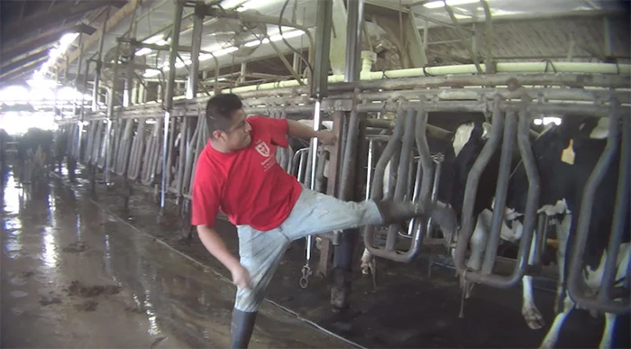 Hombre maltrata vaca en granja lechera