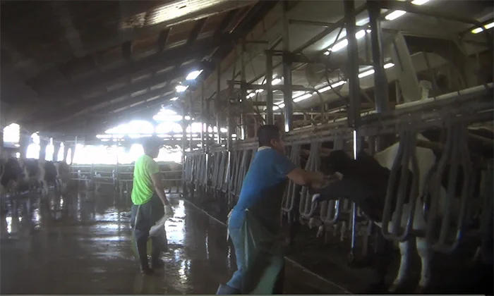 Hombre maltrata vacas