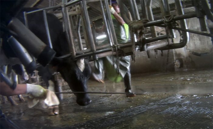 Hombres investigados por maltrato a vacas
