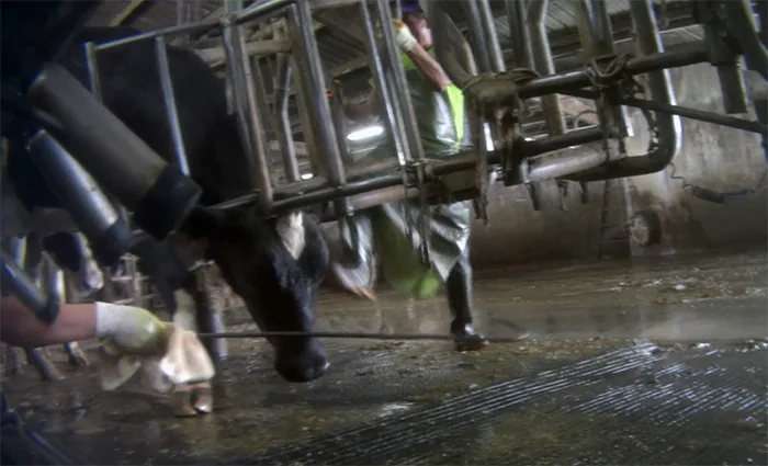 Hombres investigados por maltrato a vacas