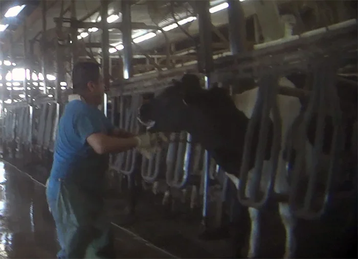Investigación maltrato en granja lechera