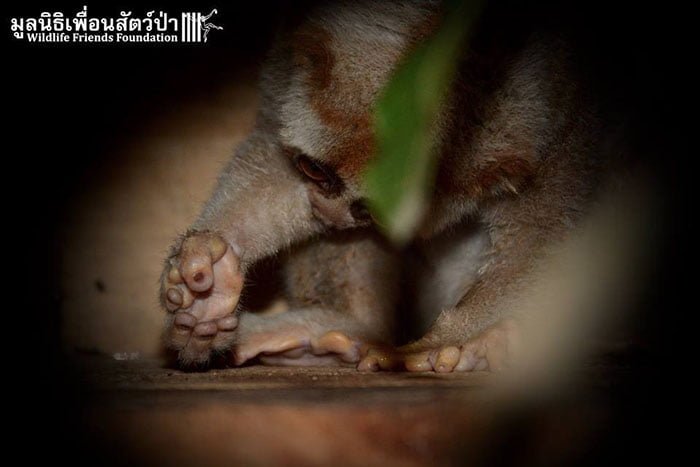 Loris
