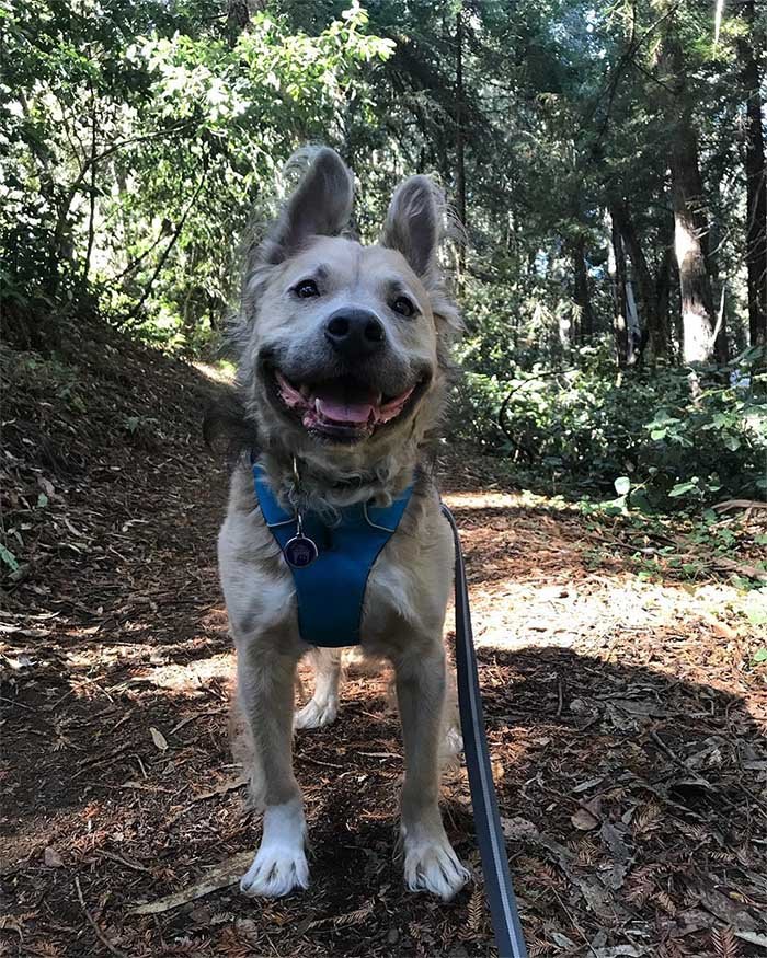 Milo paseando