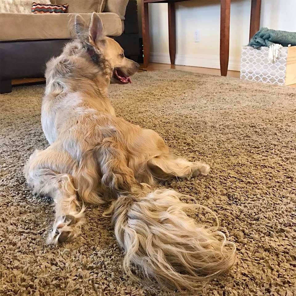 Milo perro rizado