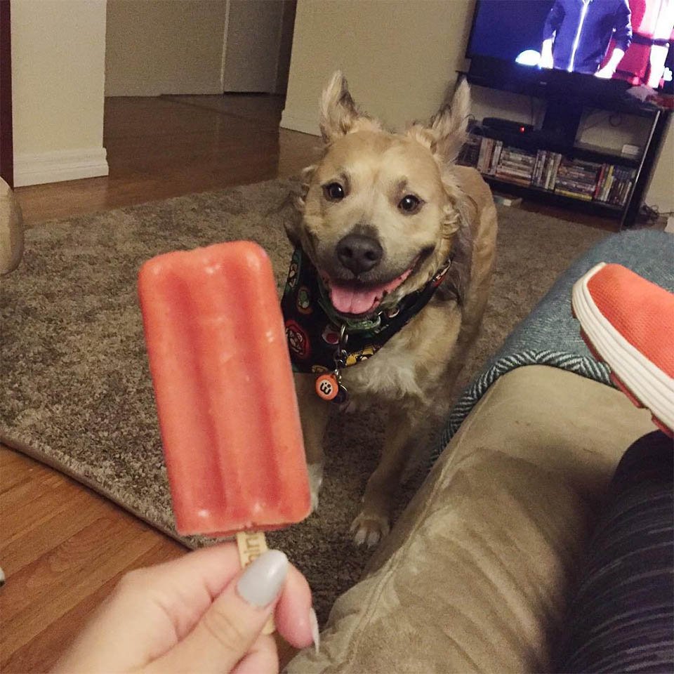 Milo perro sonriente