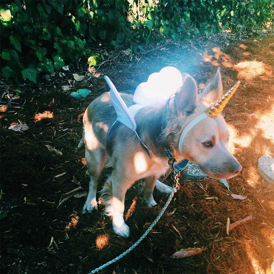 Milo unicornio