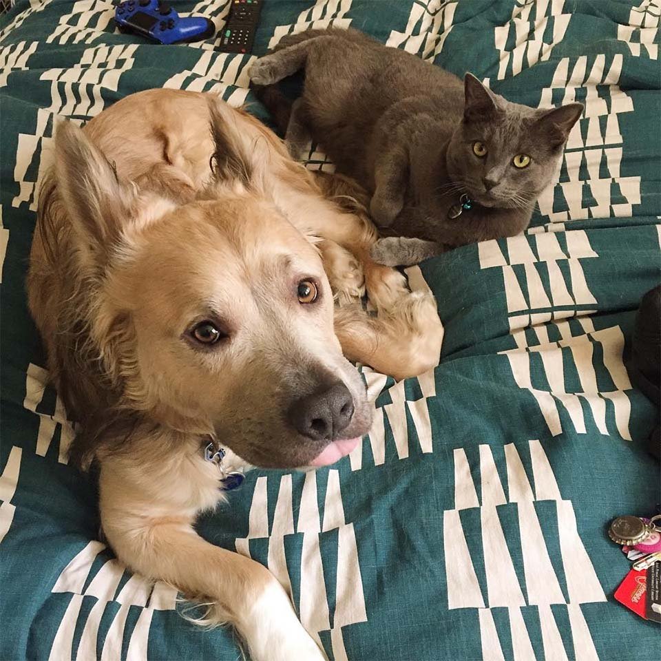 Milo y el gato